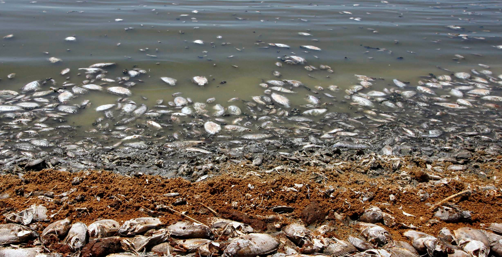 Загрязнение тяжелыми металлами Каспийское море