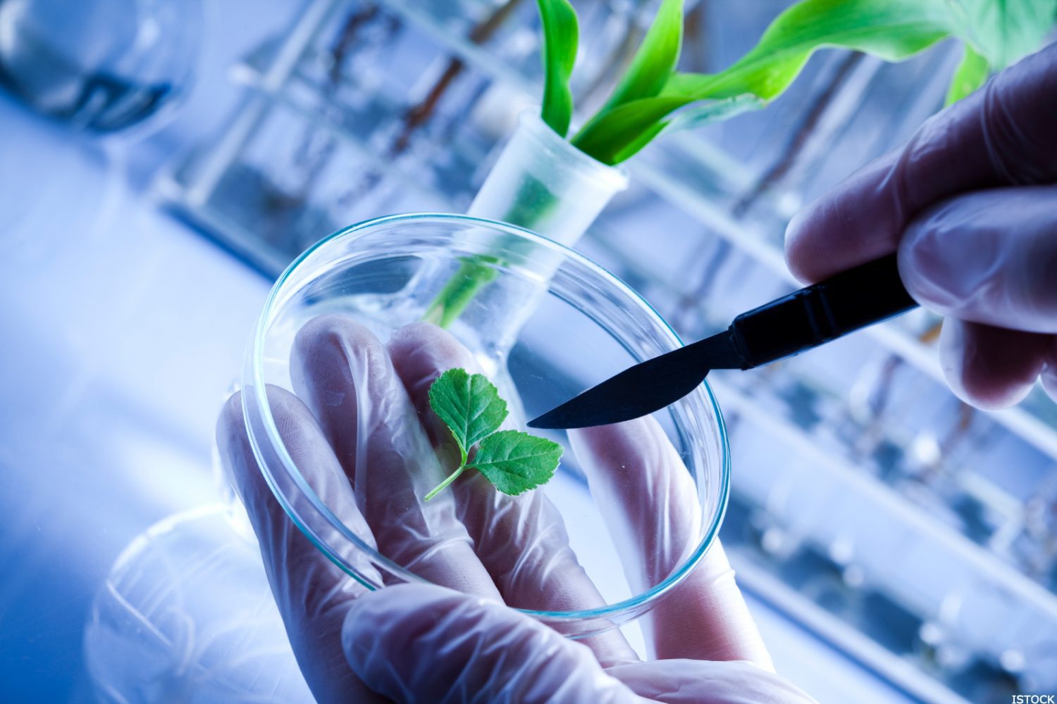 Исследование пестицидов. Генная инженерия в биотехнологии. Молекулярная биотехнология. Биотехнологии в сельском хозяйстве. Современные биотехнологии.