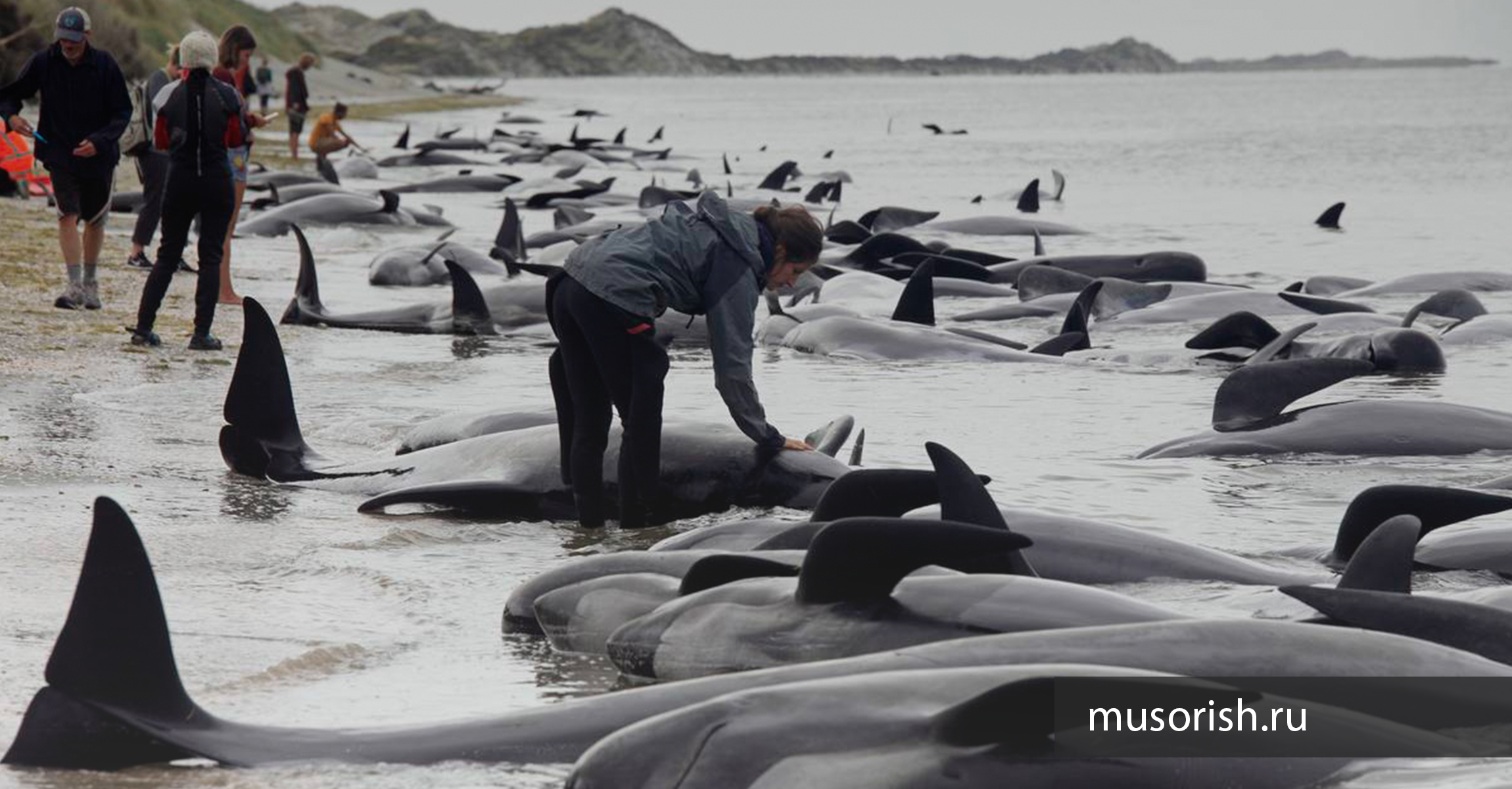 киты на берегу