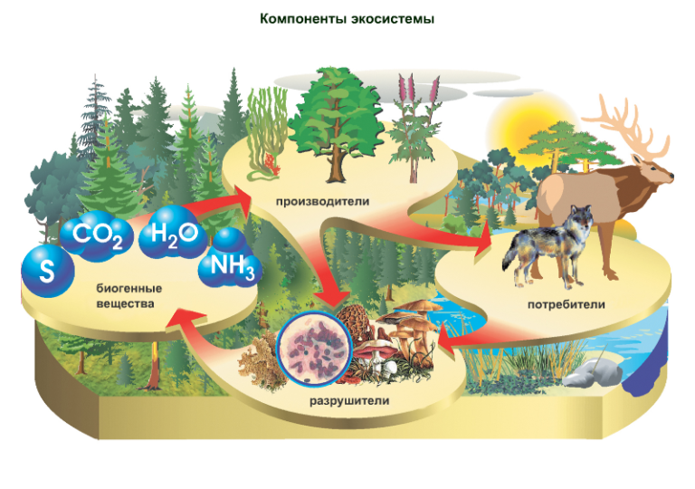 Классификация экосистем схема