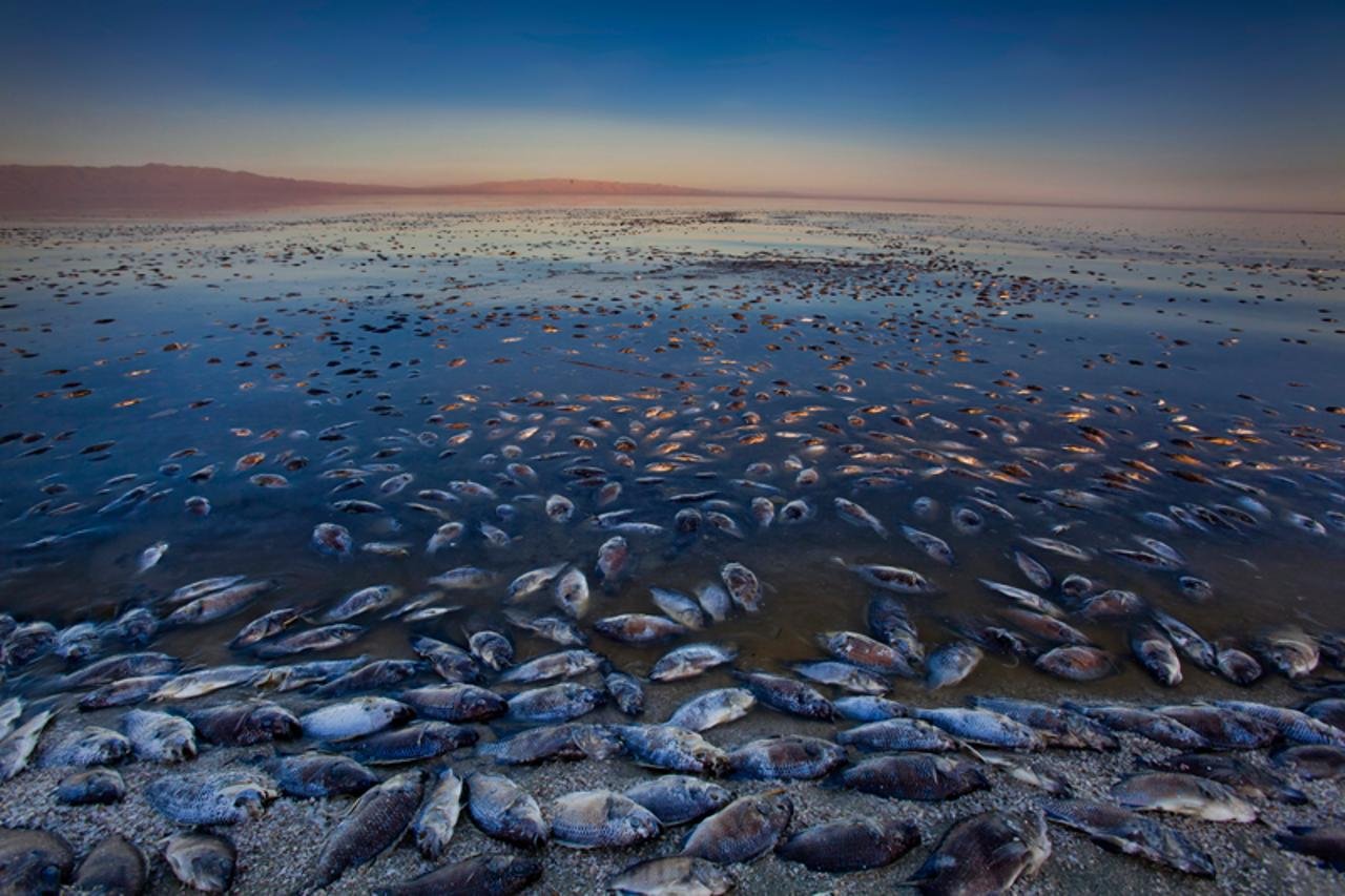 Экологические проблемы Аральского моря