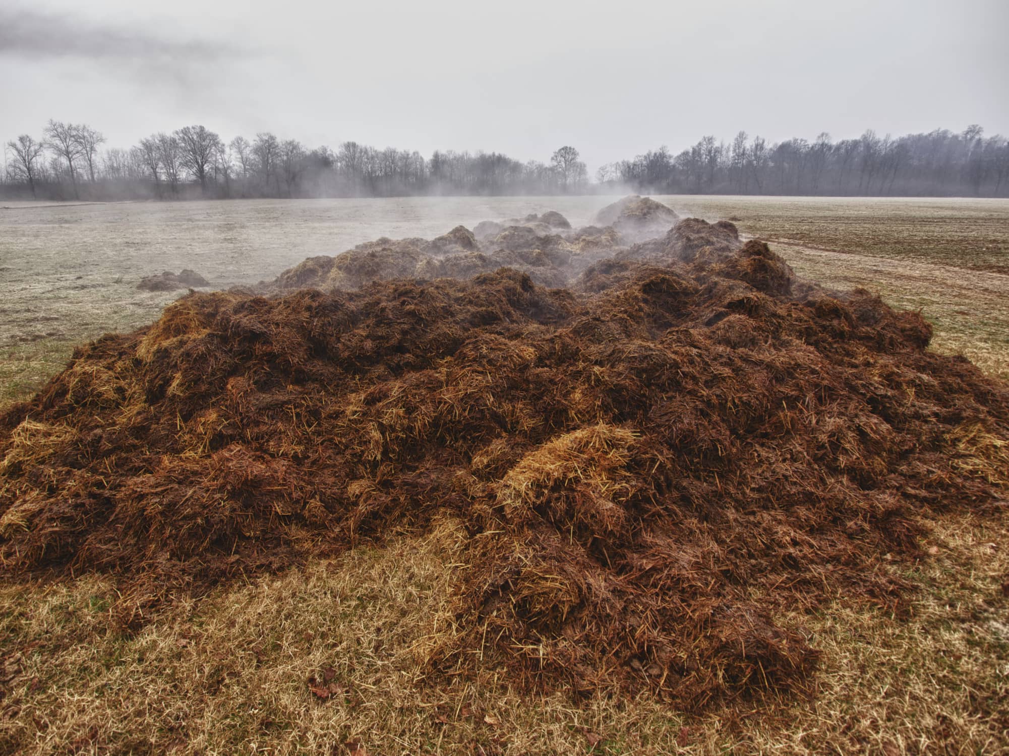Получение лицензии при обращении с отходами животноводства
