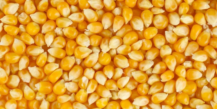 Какие продукты получают из зерна кукурузы thumbnail